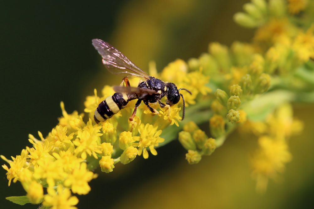 Bienenjagende Knotenwespe