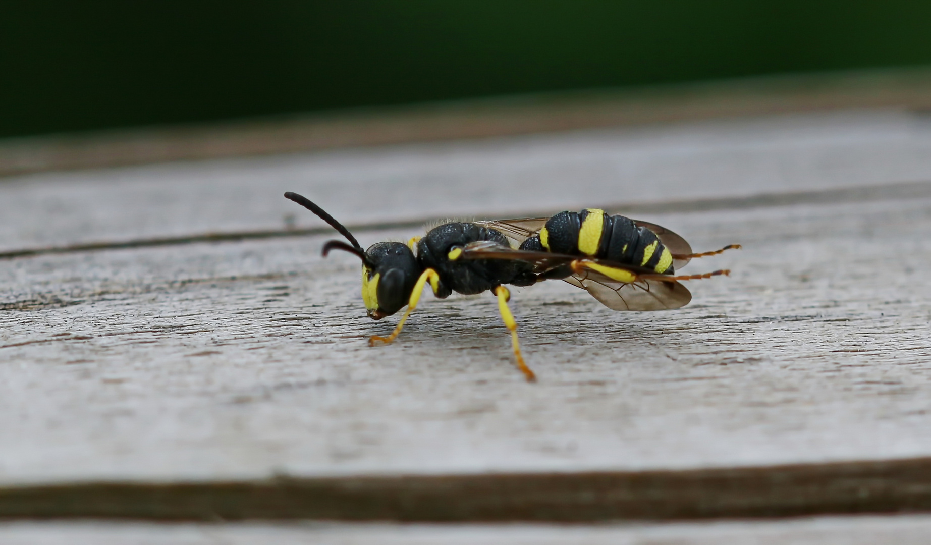 Bienenjagende Knotenwespe