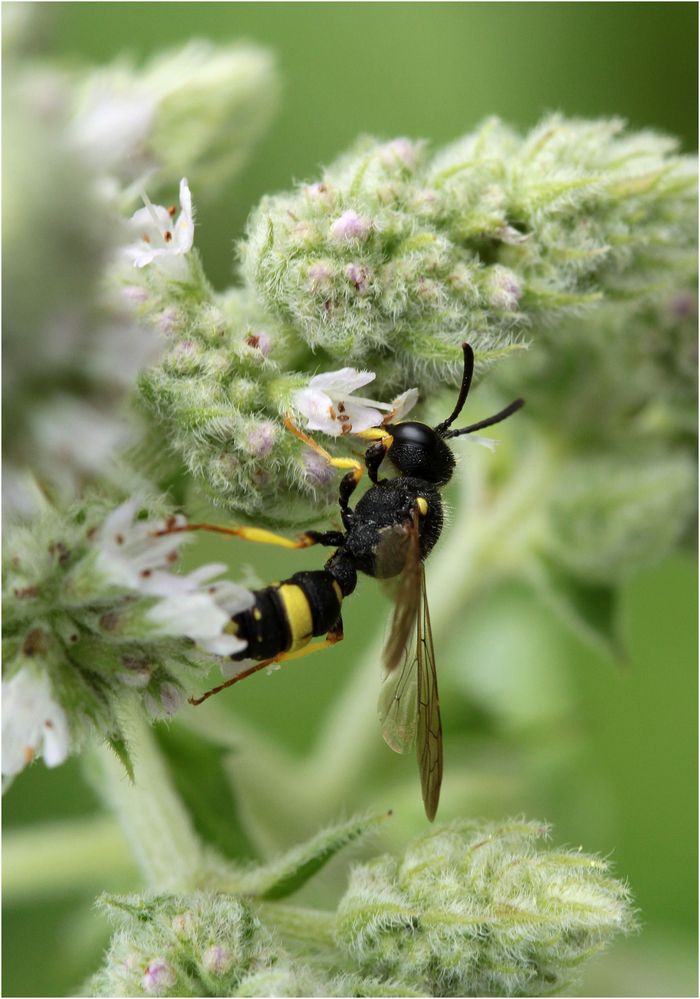 Bienenjagende Knotenwespe (Cerceris rybyensis)