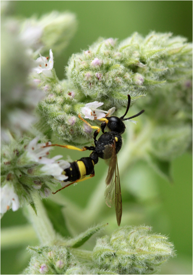 Bienenjagende Knotenwespe (Cerceris rybyensis)