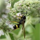 Bienenjagende Knotenwespe (Cerceris rybyensis)