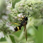 Bienenjagende Knotenwespe (Cerceris rybyensis)