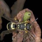 Bienenjagende Knotenwespe (Cerceris rybyensis)