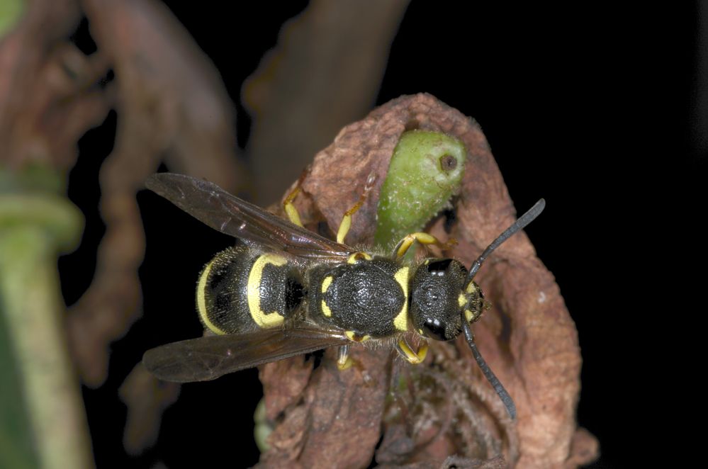 Bienenjagende Knotenwespe (Cerceris rybyensis)