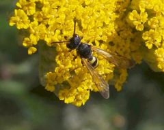 Bienenjagende Knotenwespe (Cerceris rybyensis)