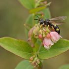 Bienenjagende-Knotenwespe (Cerceris rybyensis)