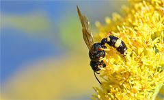 Bienenjagende Knotenwespe