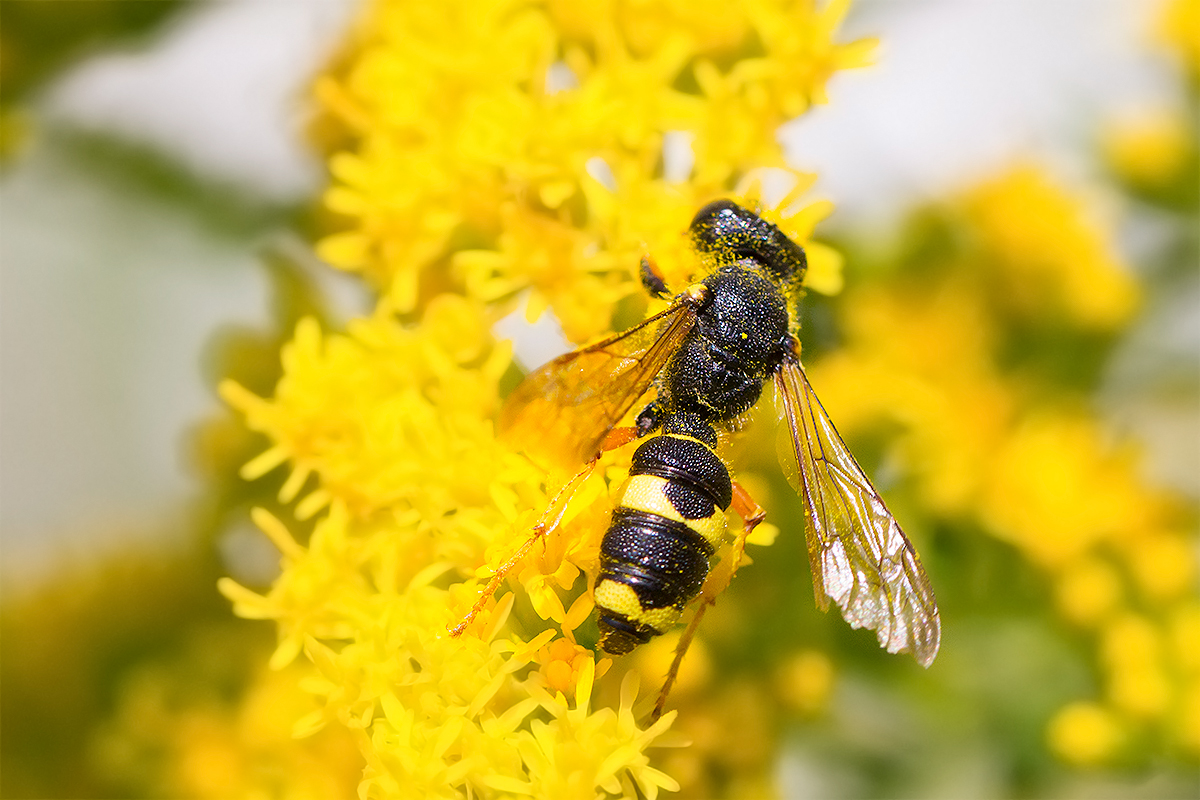 Bienenjagende Knotenwespe