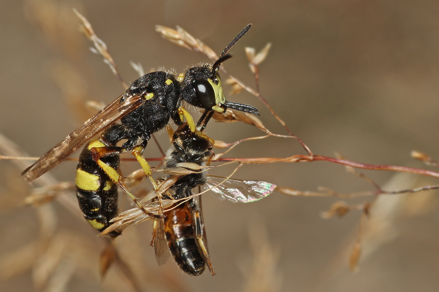 Bienenjagende Knotenwespe