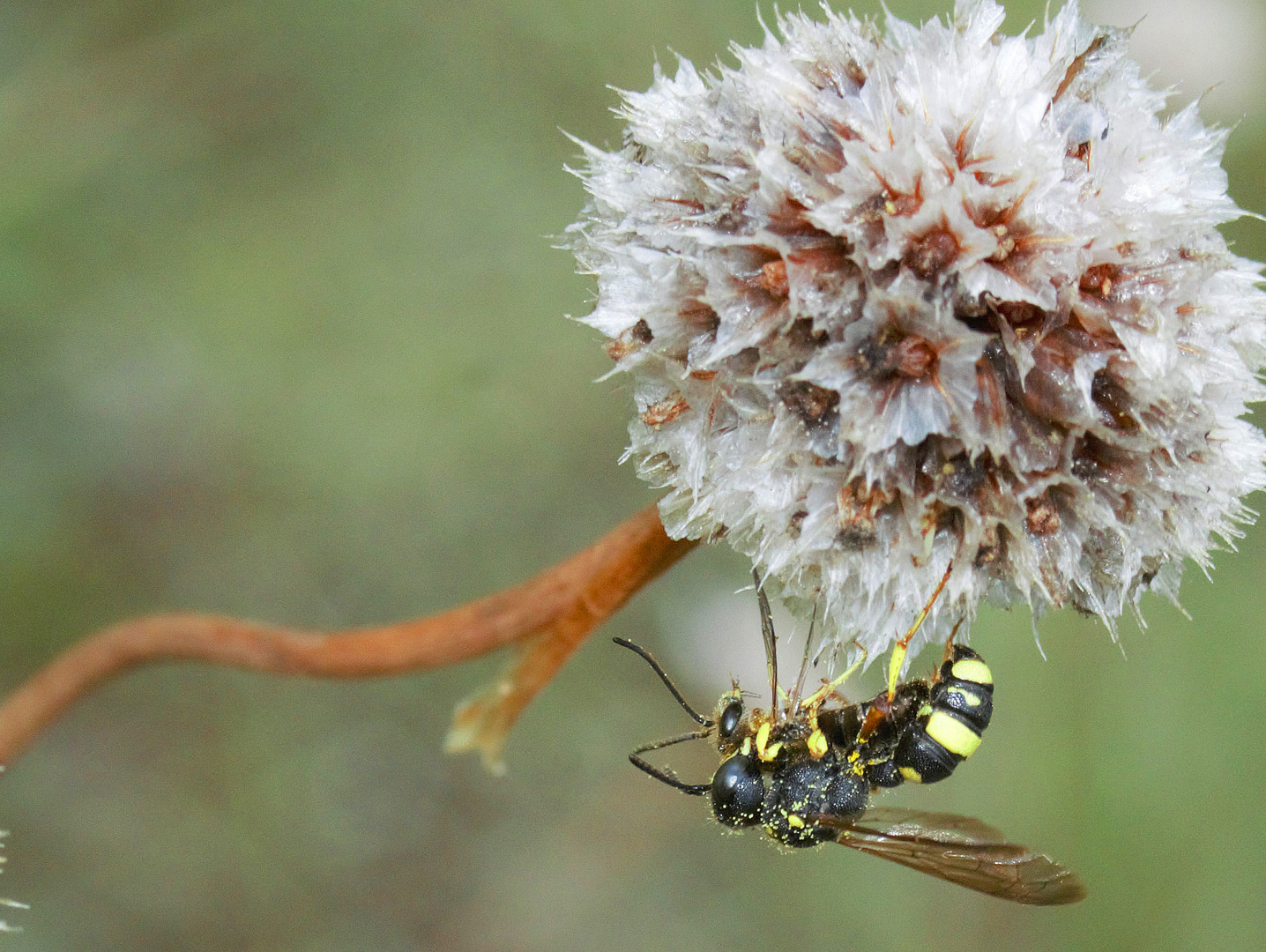 Bienenjagende Knotenwespe mit Beute