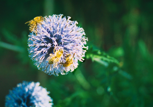 Bienenjause