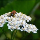 Bienenkäfer