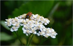 Bienenkäfer