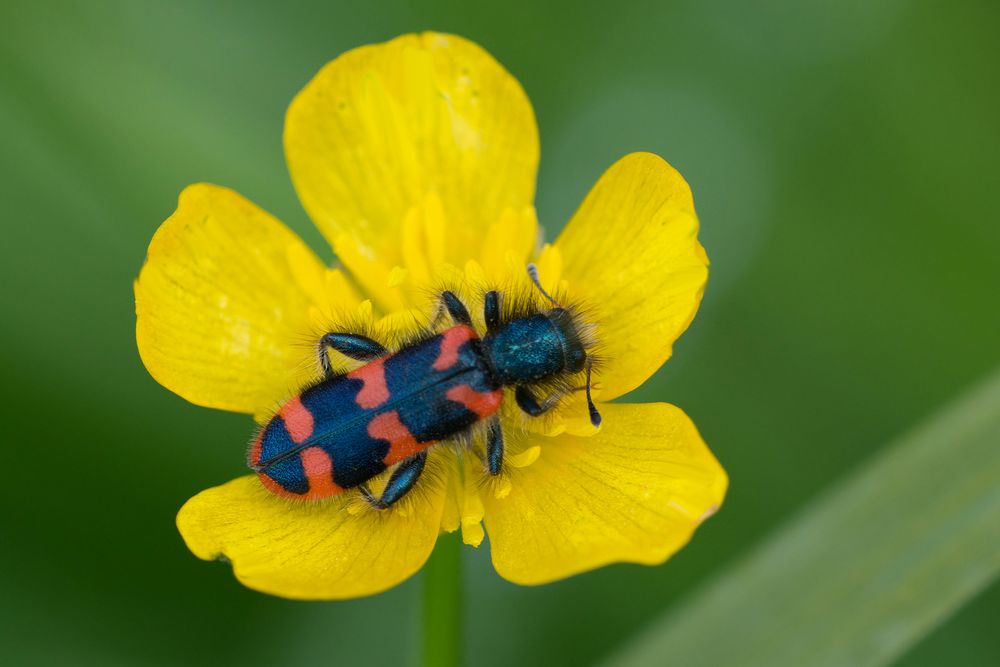 Bienenkäfer 1