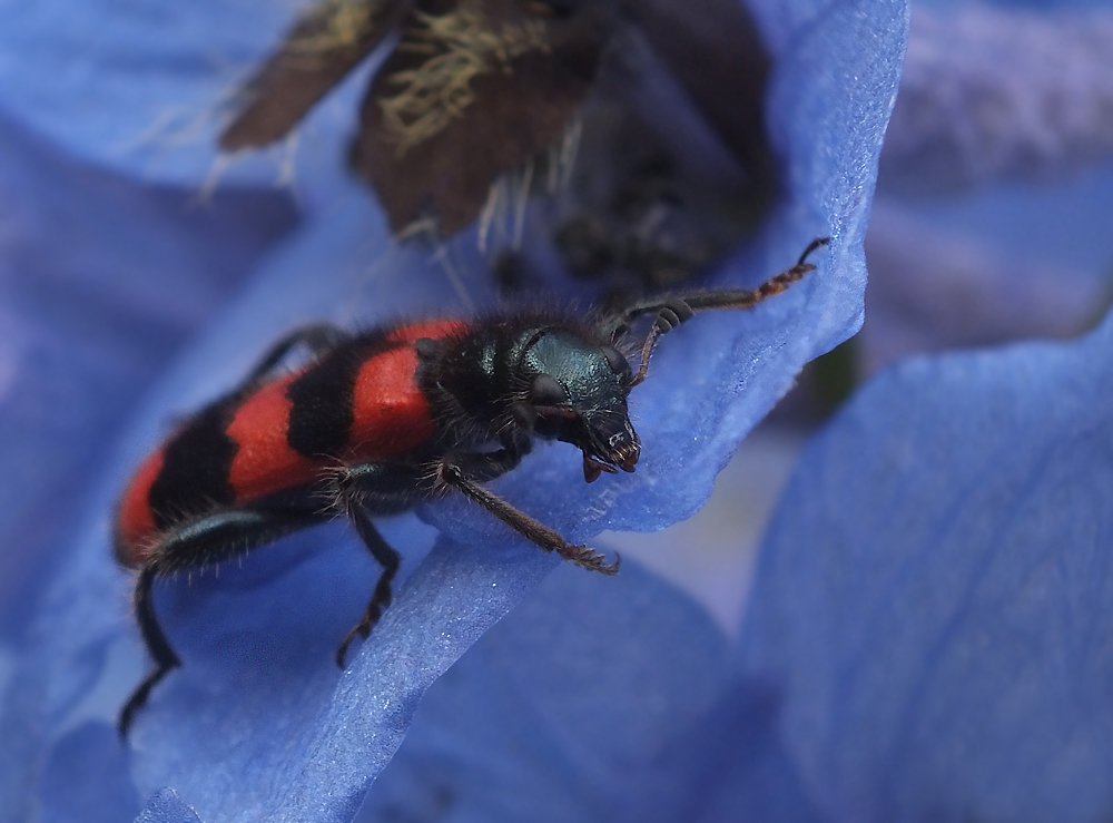 Bienenkäfer