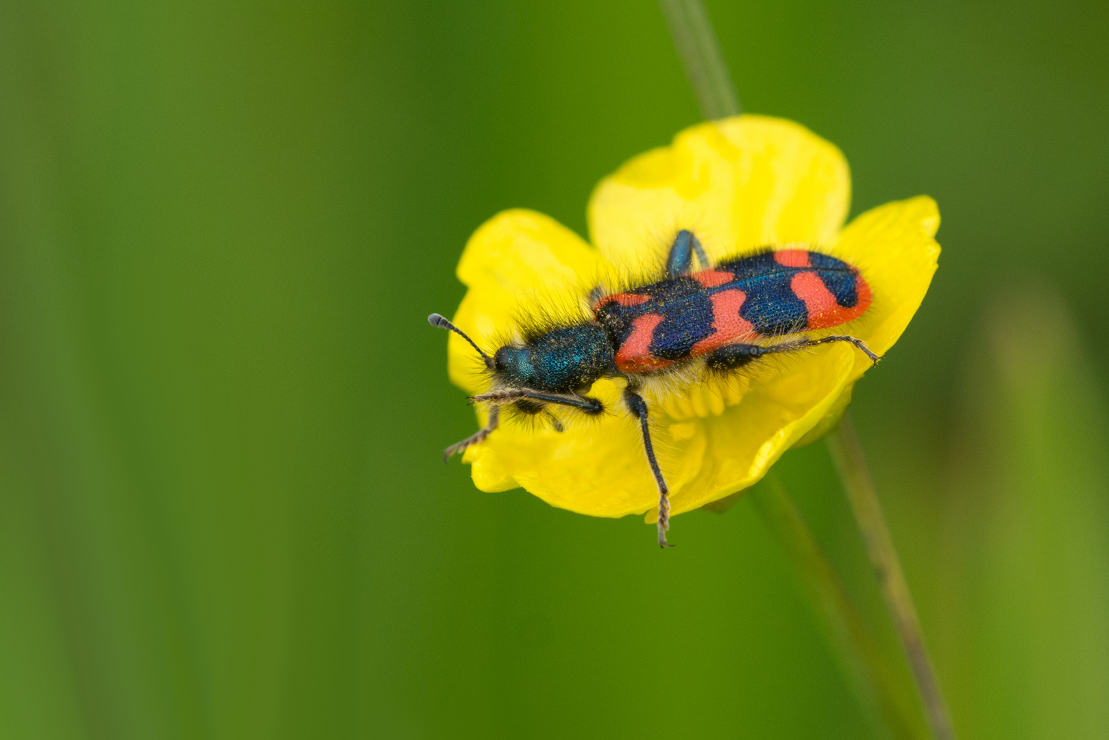 Bienenkäfer 2