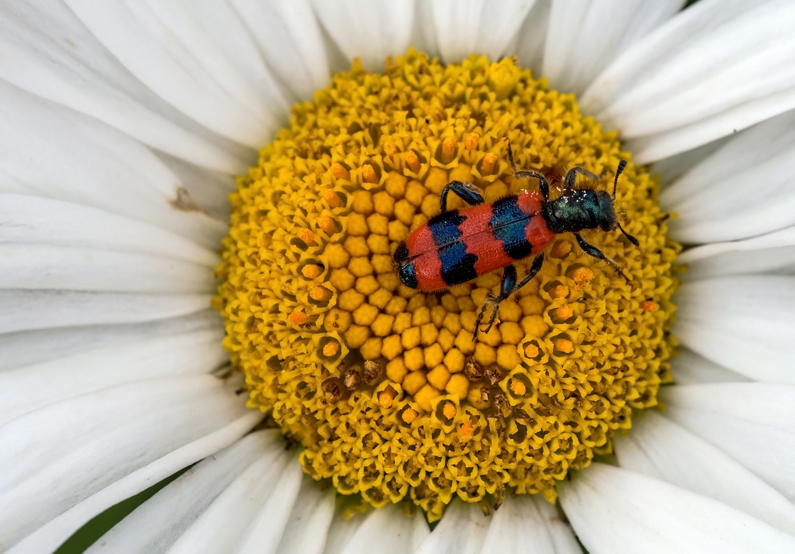 Bienenkäfer