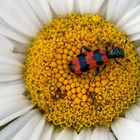 Bienenkäfer