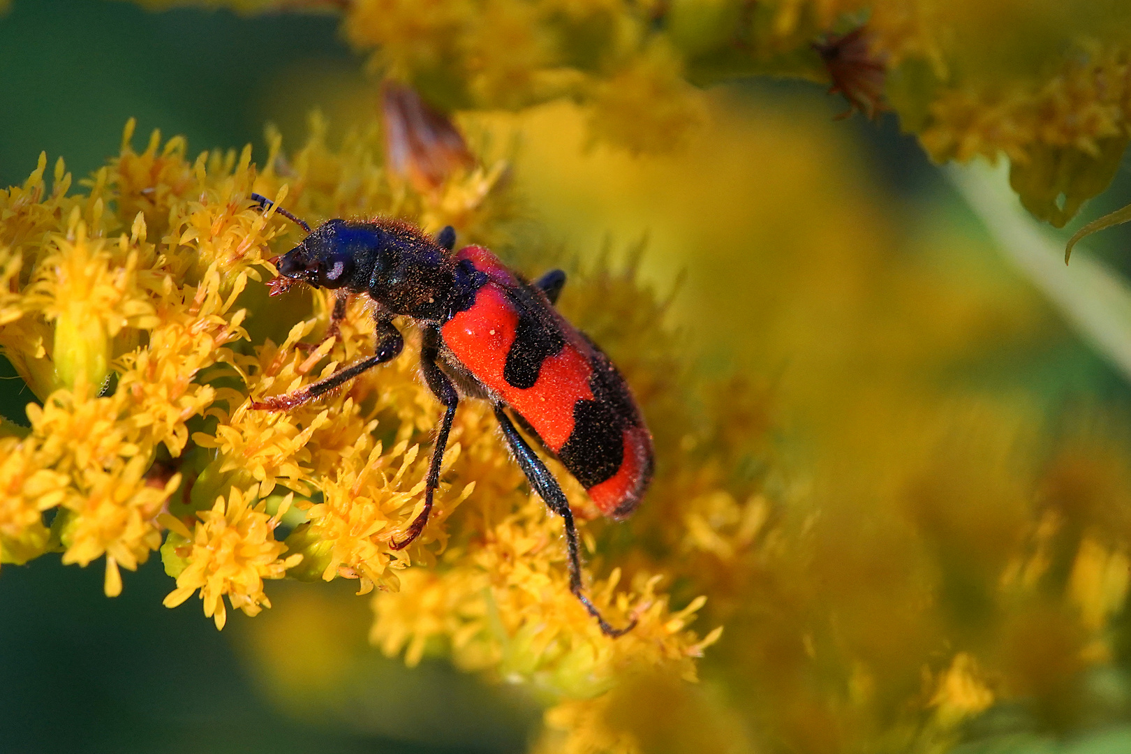 Bienenkäfer