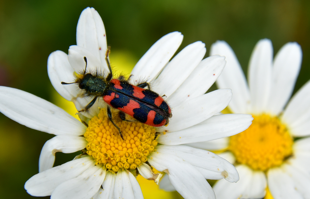 Bienenkäfer