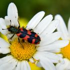 Bienenkäfer