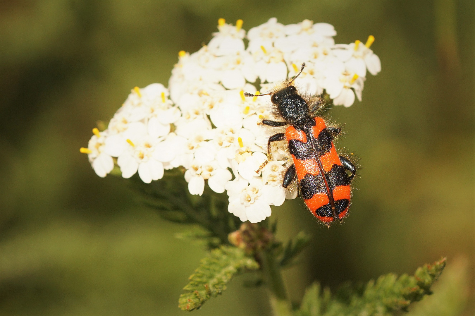 ....Bienenkäfer....