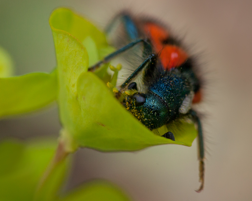 Bienenkäfer