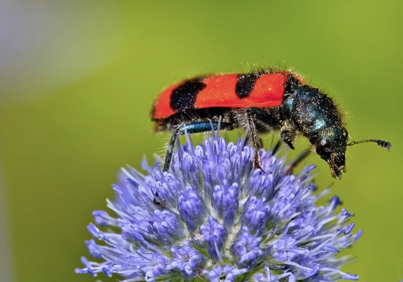 Bienenkäfer