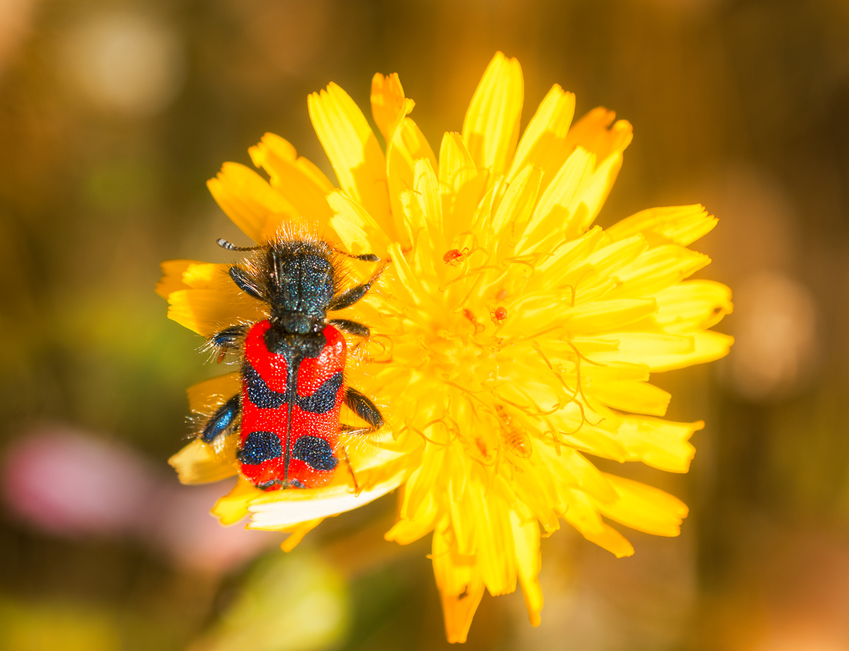 Bienenkäfer