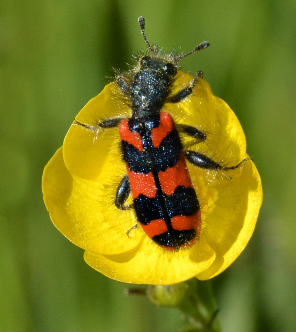 Bienenkäfer 