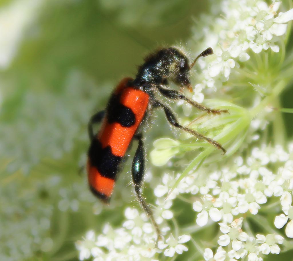  Bienenkäfer 