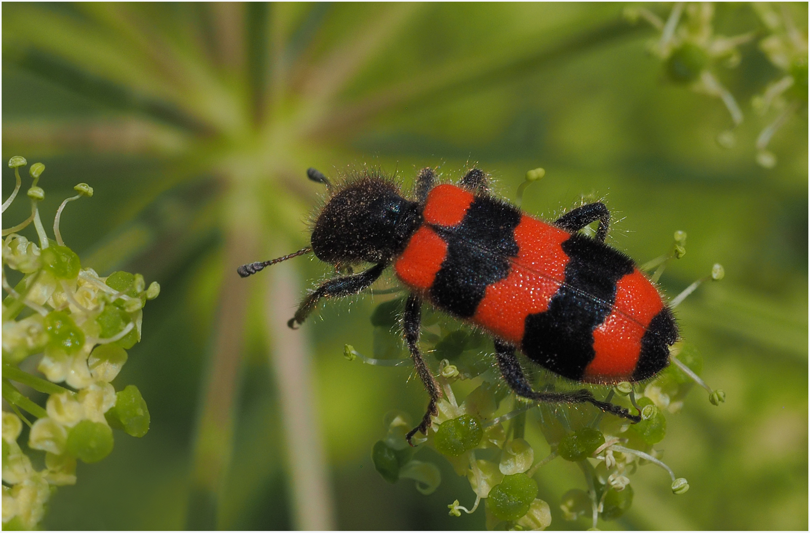 Bienenkäfer