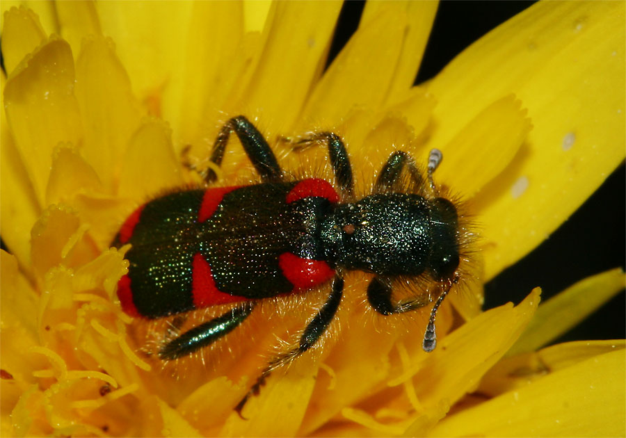 Bienenkäfer