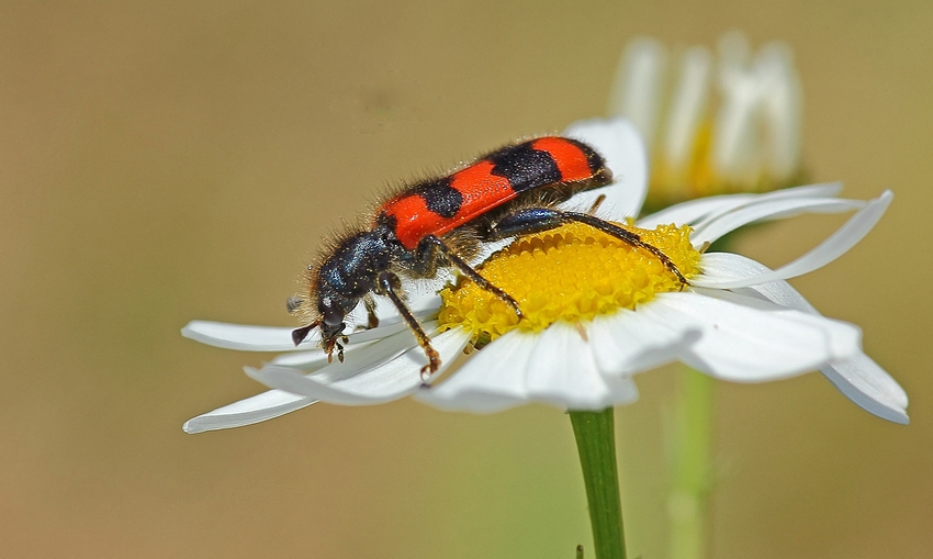 Bienenkäfer