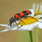 Bienenkäfer