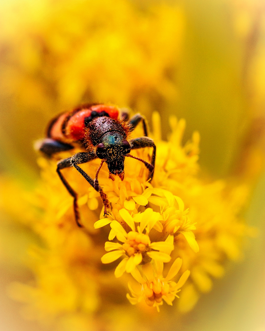 Bienenkäfer