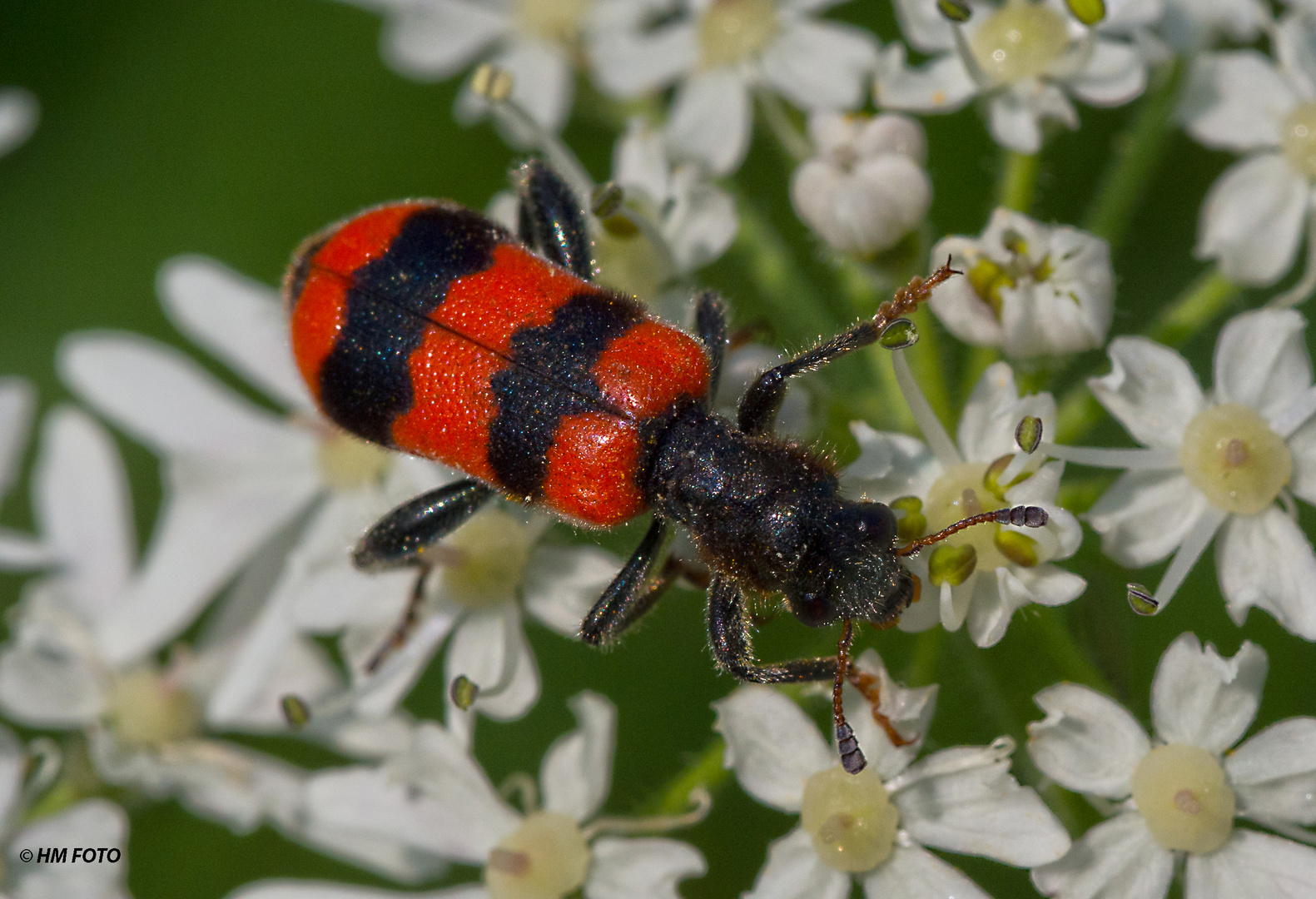 Bienenkäfer