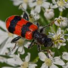 Bienenkäfer