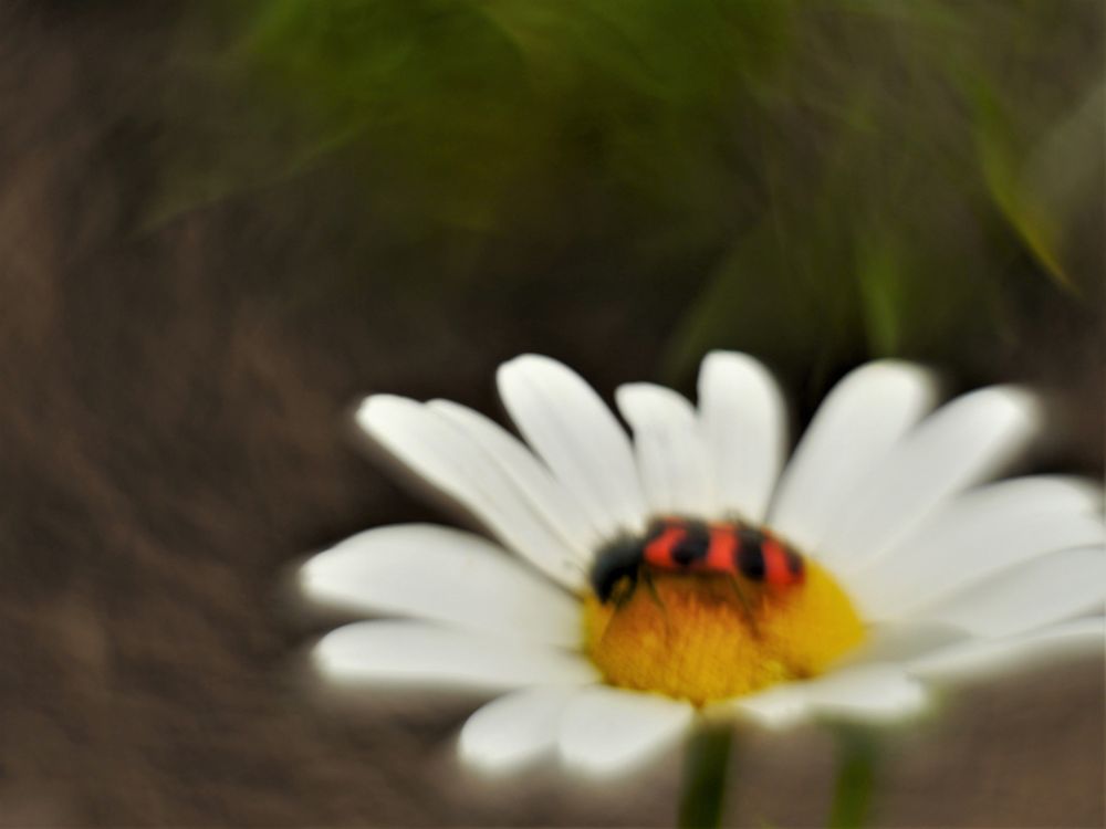 Bienenkäfer