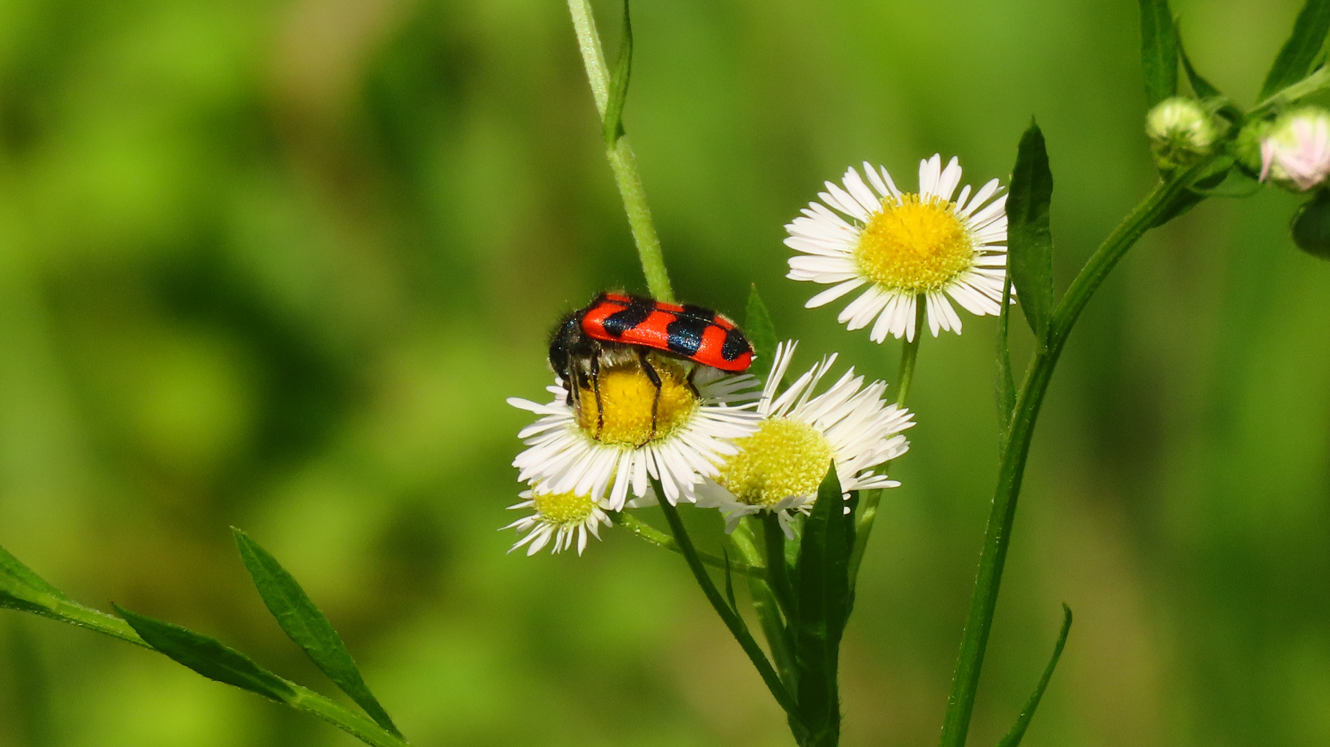 Bienenkäfer 