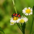 Bienenkäfer 