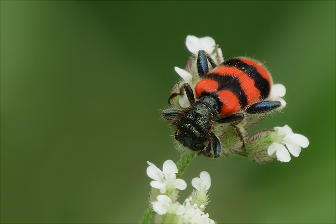  Bienenkäfer...