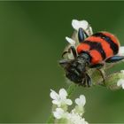  Bienenkäfer...