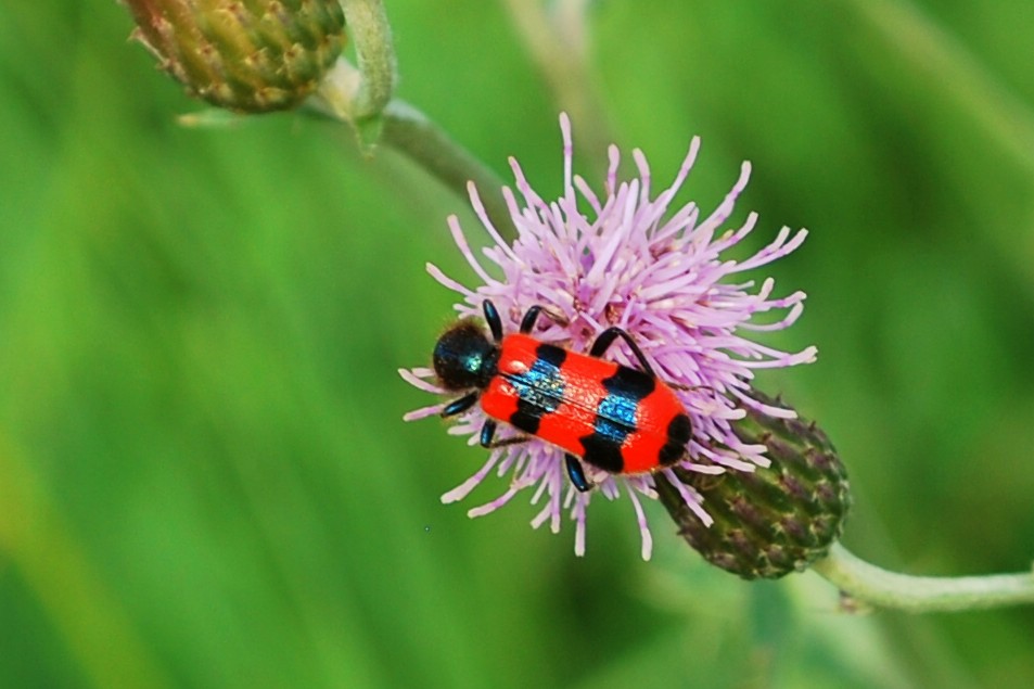 Bienenkäfer auf Acker-Kratzdistel