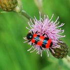 Bienenkäfer auf Acker-Kratzdistel