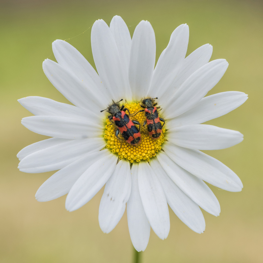 *Bienenkäfer auf Margerite*