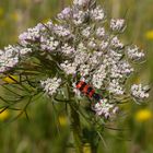 Bienenkäfer auf wilder Möhre