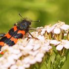 ....Bienenkäfer....