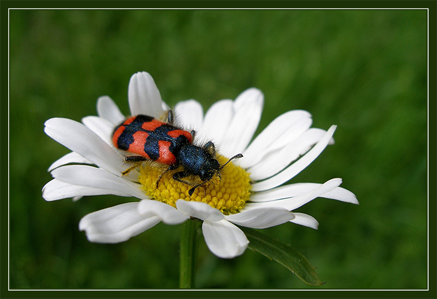 Bienenkäfer