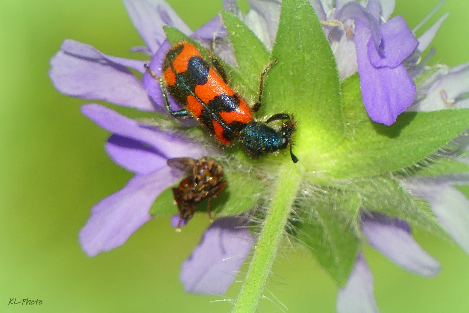 Bienenkäfer